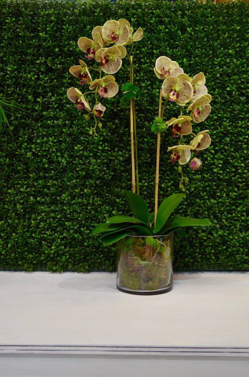 Orchids — Xl Leopard Phalaenopsis X2 in Wellington, FL