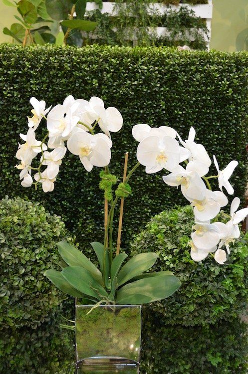 Orchids — Phalaenopsis Grand X2 in Wellington, FL