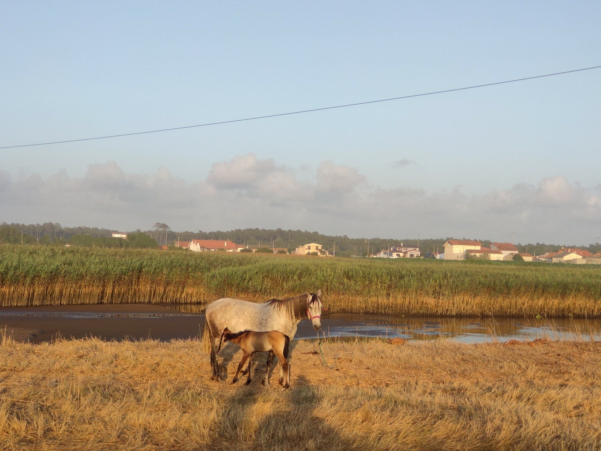 Ria d'Aveiro Lagune
