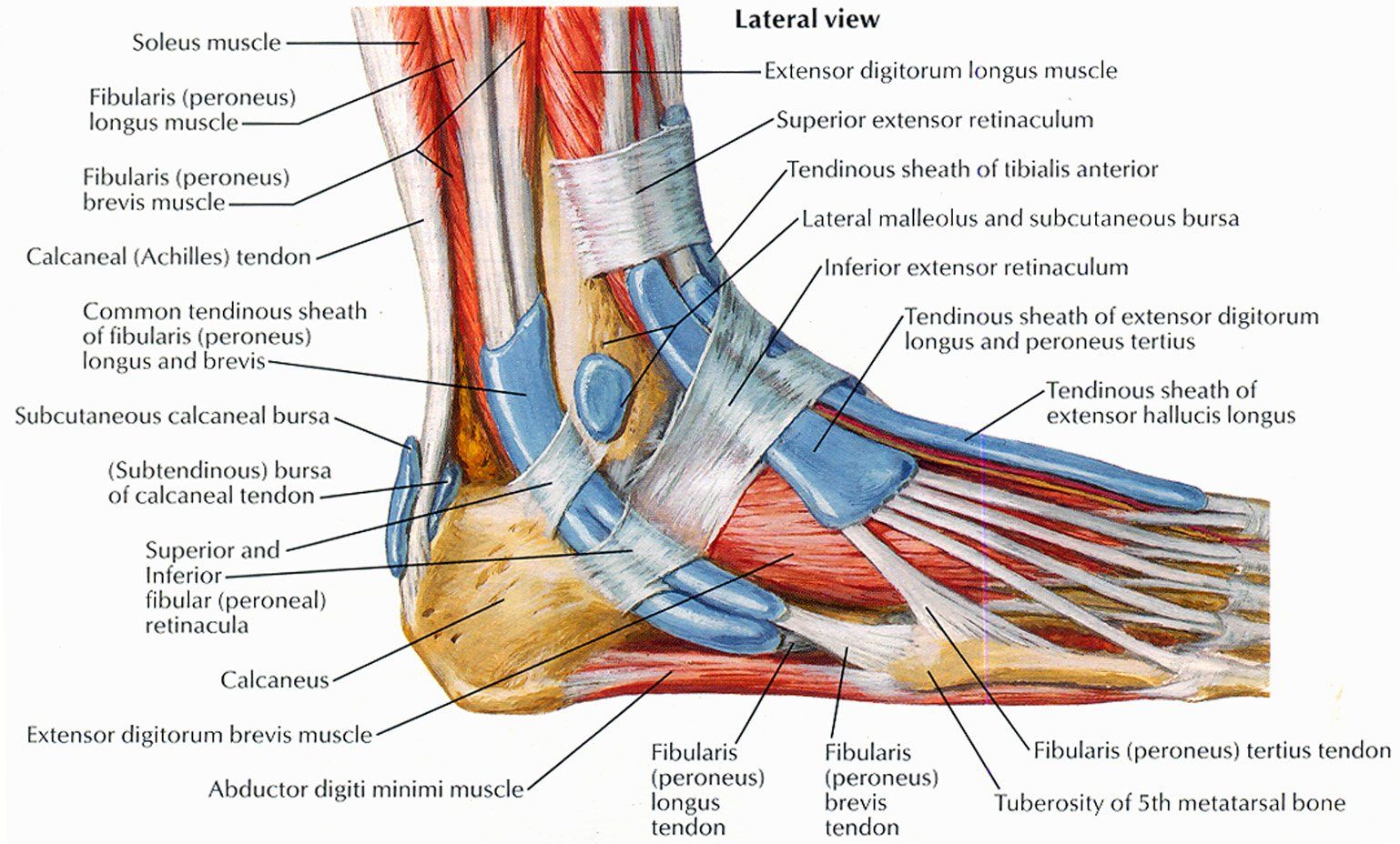 Foot Outside Anatomy View A diagram of the muscles of the ankle and foot