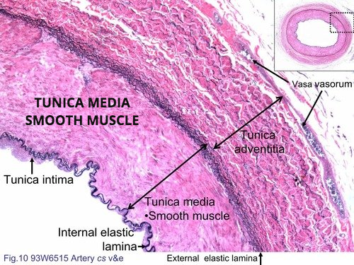 A picture of a tunica media smooth muscle.
