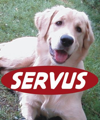 motivdruck.at Hund