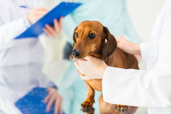 Veterinario visita un bassotto