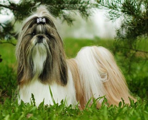 Criaderos de shih tzu en guadalajara