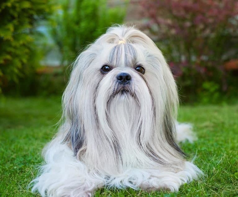 Criaderos de shih tzu en mexico