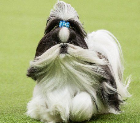 perros shih tzu en mexico