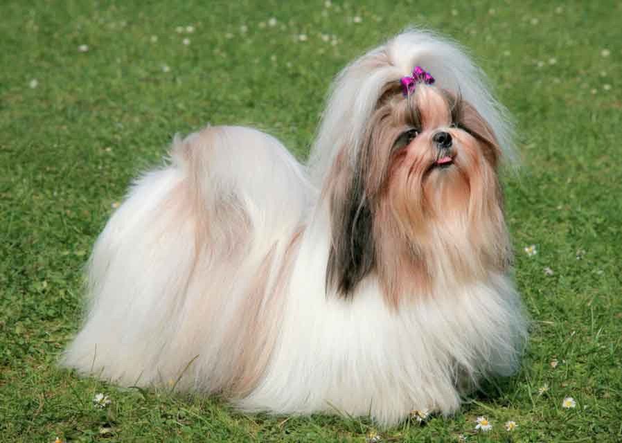 shih tzu en venta
