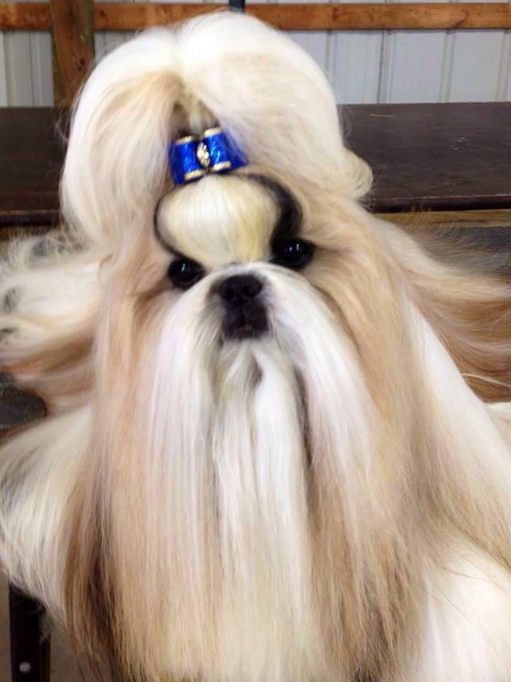 shih tzu en Tlaxcala