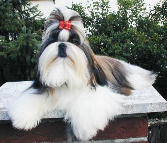 shih tzu en venta