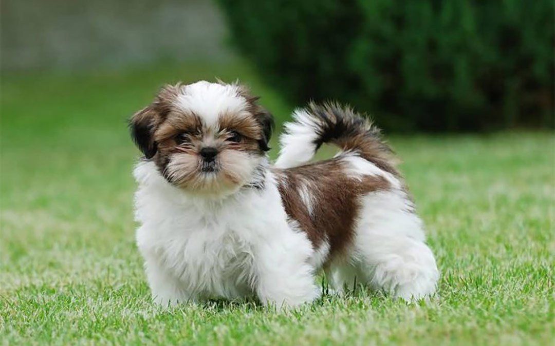 venta de perros shih tzu