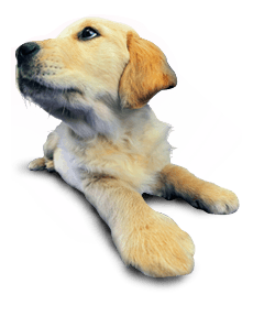 Dog grooming in - Southampton, Hampshire - Plush Puppies - Puppy Puppy