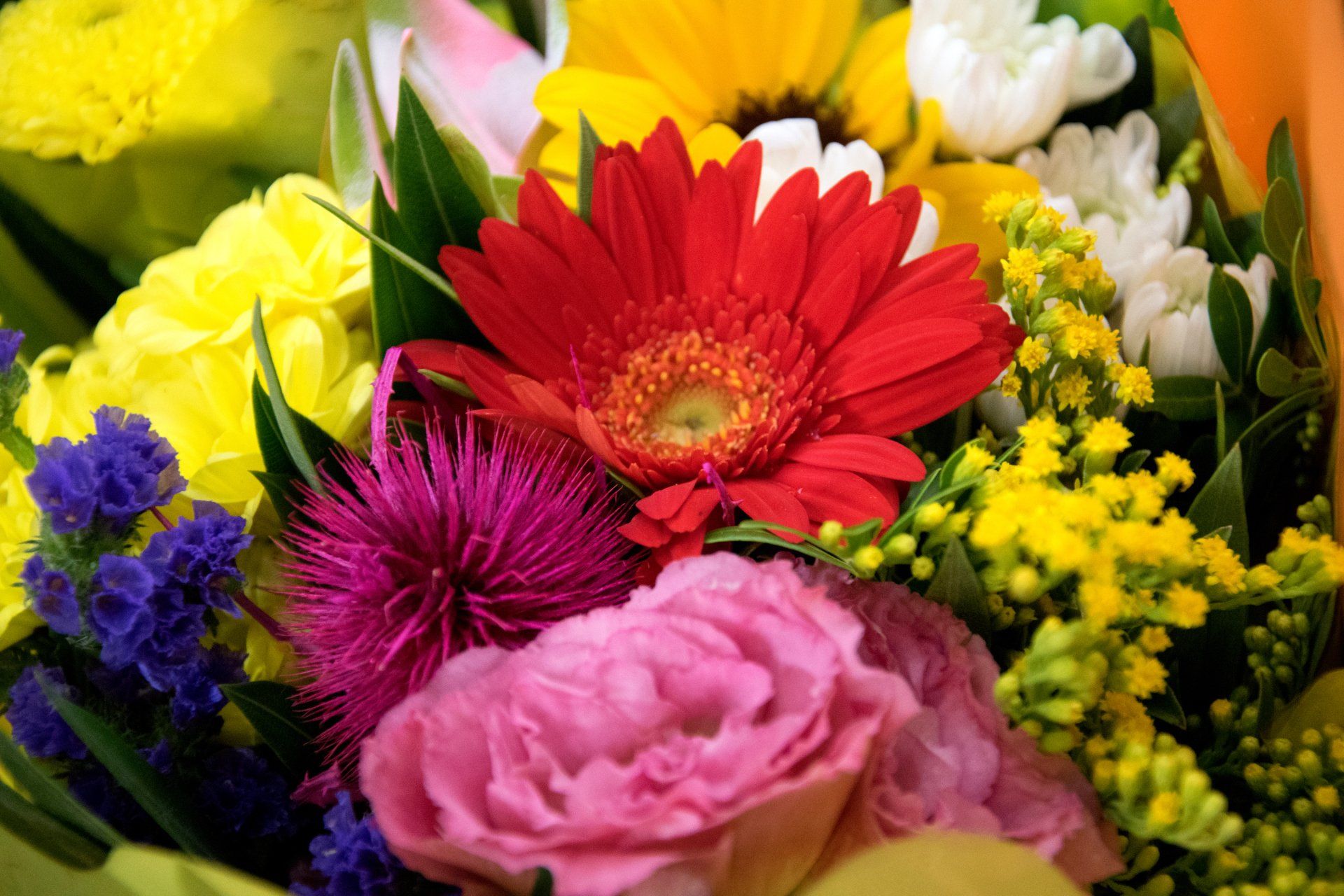 fiori colorati