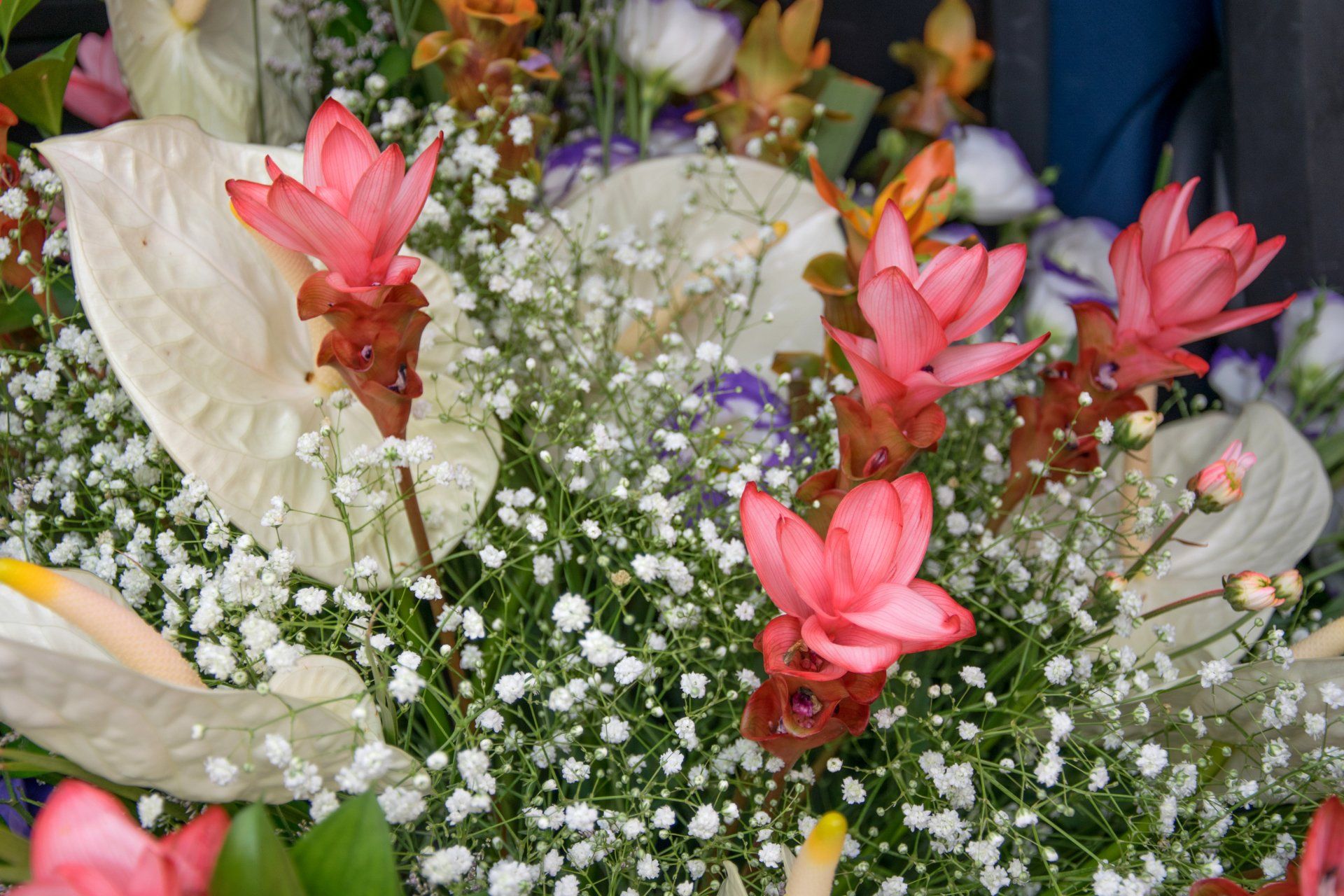 fiori colorati