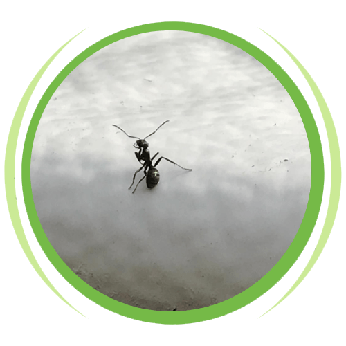 a black ant is standing on a white surface in a green circle .