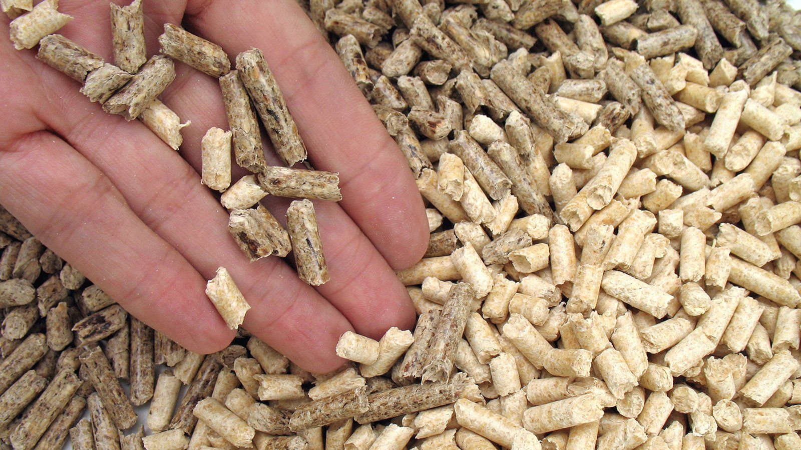 pellet di abete