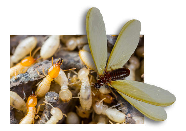 termite larvae and juveniles