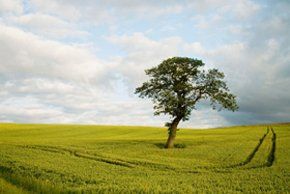 Plumbing and heating - Milton Keynes - On Tap Helmdon Ltd - Nature Plumbing and heating - Milton Keynes - On Tap Helmdon Ltd - Nature