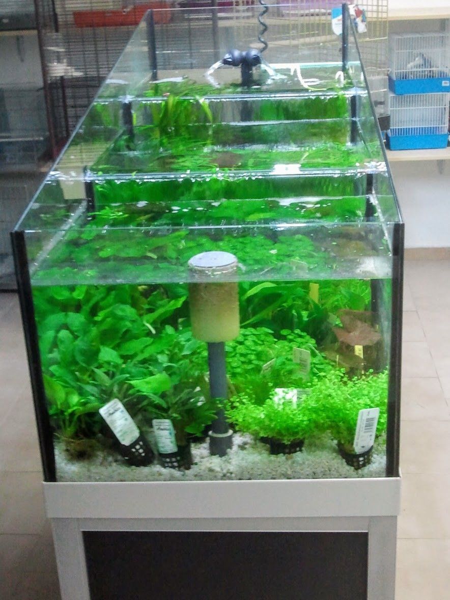 acquario