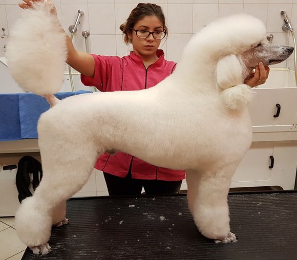 Servizio di toelettatura cani