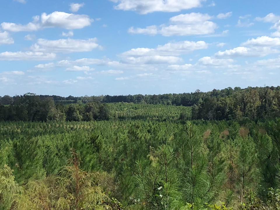 Grassy field with shrubs under a blue sky with scattered clouds and a distant tree line