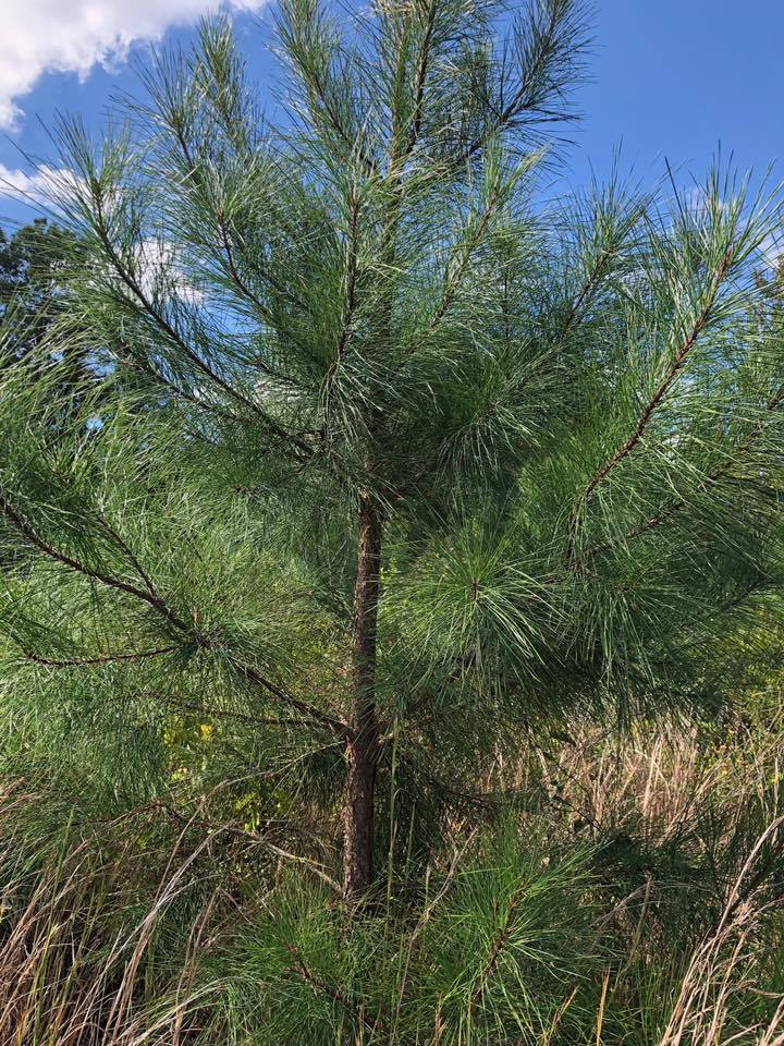 Young pine tree in a grassy field under a blue sky