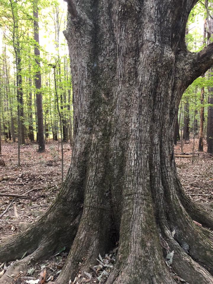 Large tree trunk with exposed roots in a leafy forest