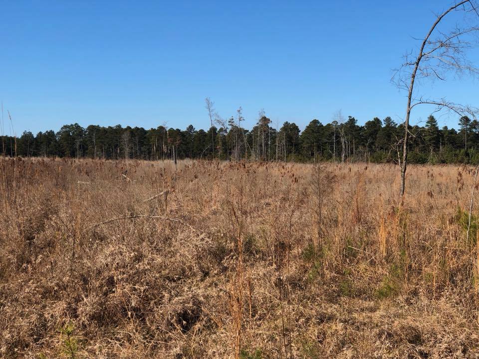 Dry grassy field under a clear blue sky, with a line of trees in the distance.