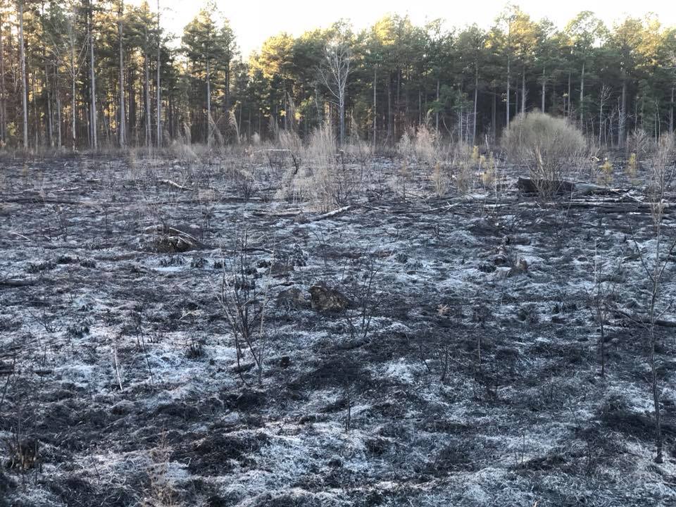 Burned forest clearing with charred ground and a line of evergreen trees under daylight