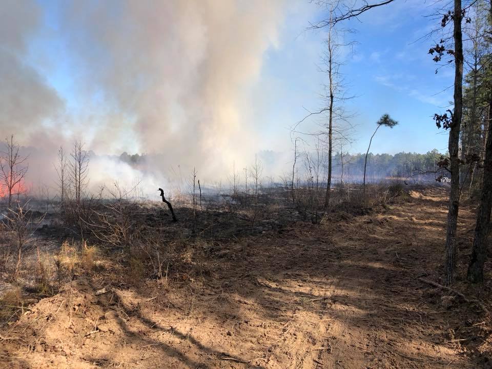 Smoke rises over a charred woodland clearing with bare trees and scorched ground.