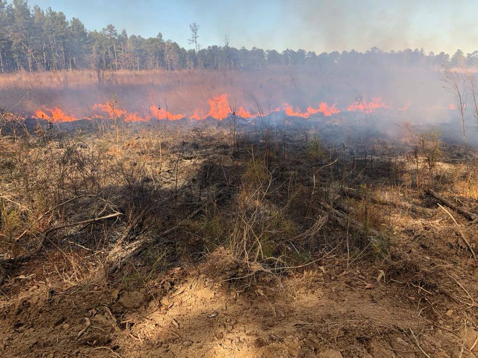 Dry grassland fire with orange flames and smoke near a forest edge