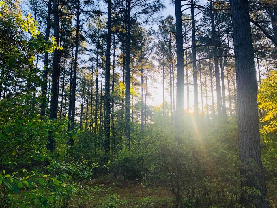 Sunlight filtering through tall pine trees in a quiet forest clearing