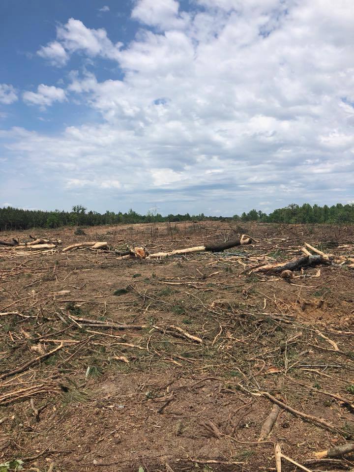 Deforested field with cut tree stumps and logs under a cloudy sky