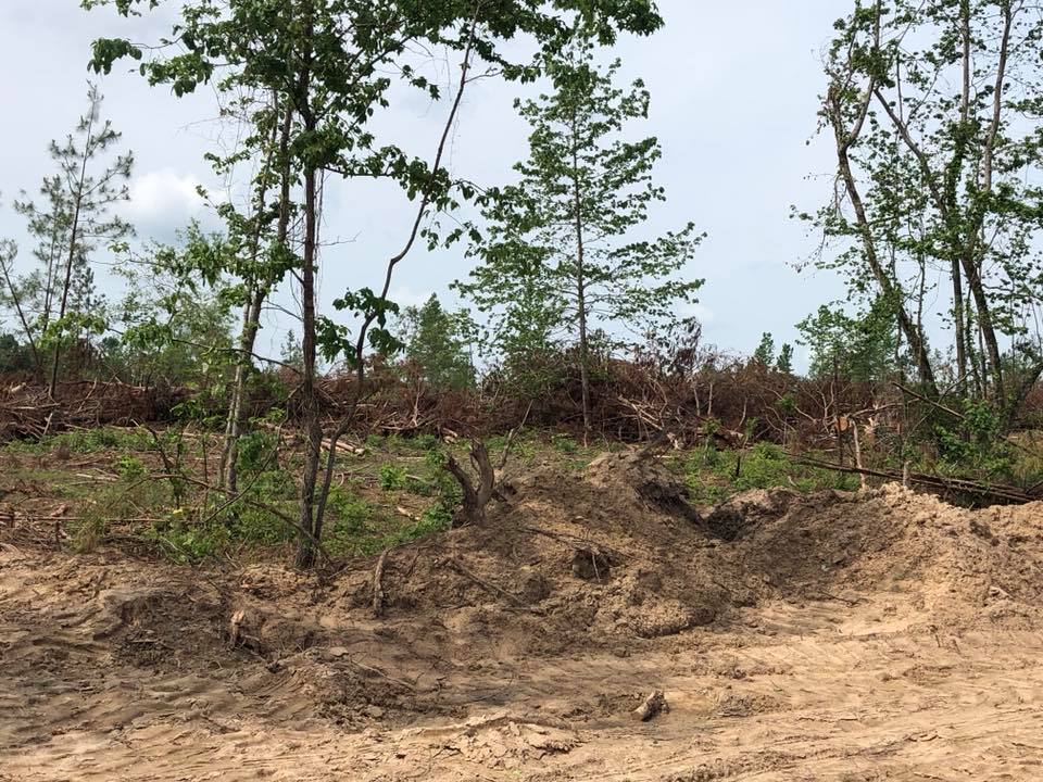 Sparse trees on a dry, eroded hillside with bare soil and scrub vegetation under a cloudy sky