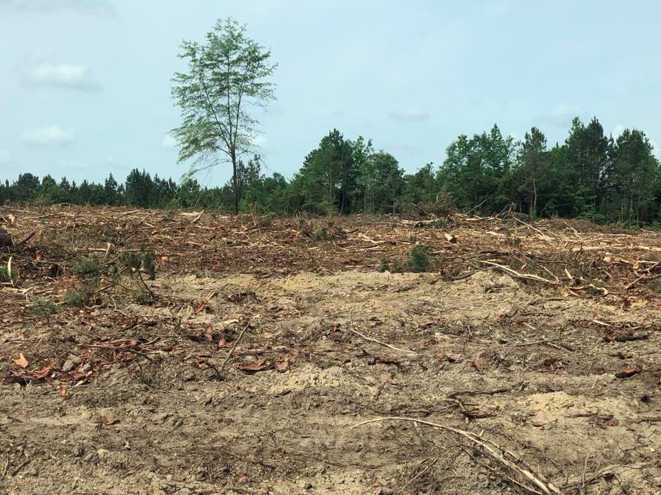 Cleared field with brown dirt and scattered debris, bordered by a line of green trees under a pale sky