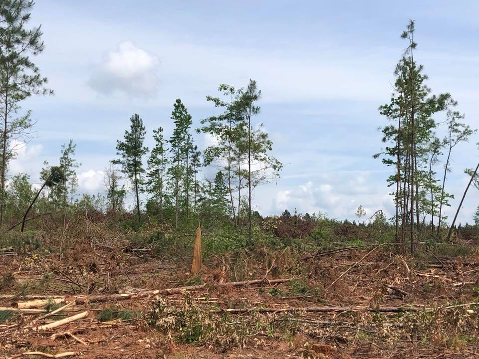 Cleared forest area with scattered young trees, cut stumps, and dry brush under a cloudy sky