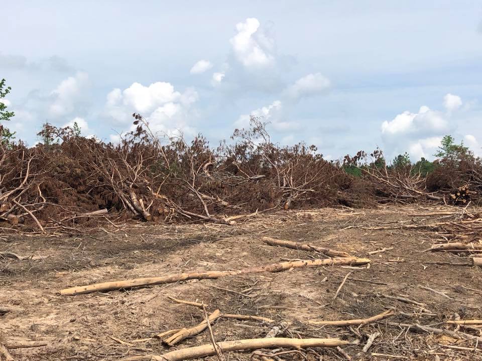 Cleared field with piles of cut tree branches under a cloudy sky