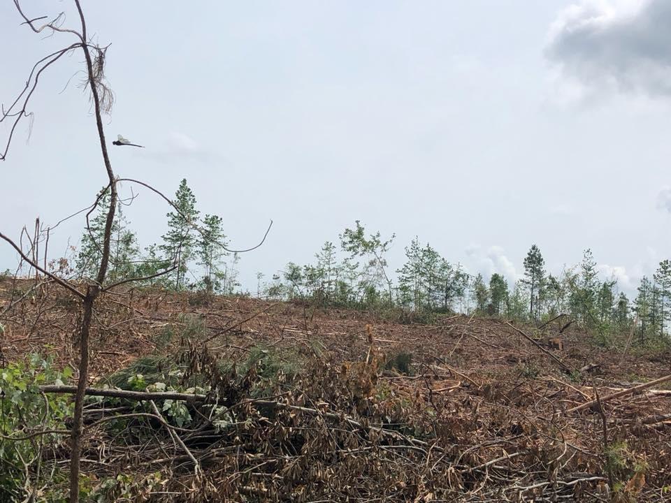 Cleared hillside with scattered tree stumps and fallen branches under a cloudy sky