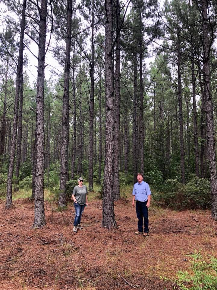 Two people standing in a pine forest clearing with tall trees and brown ground cover