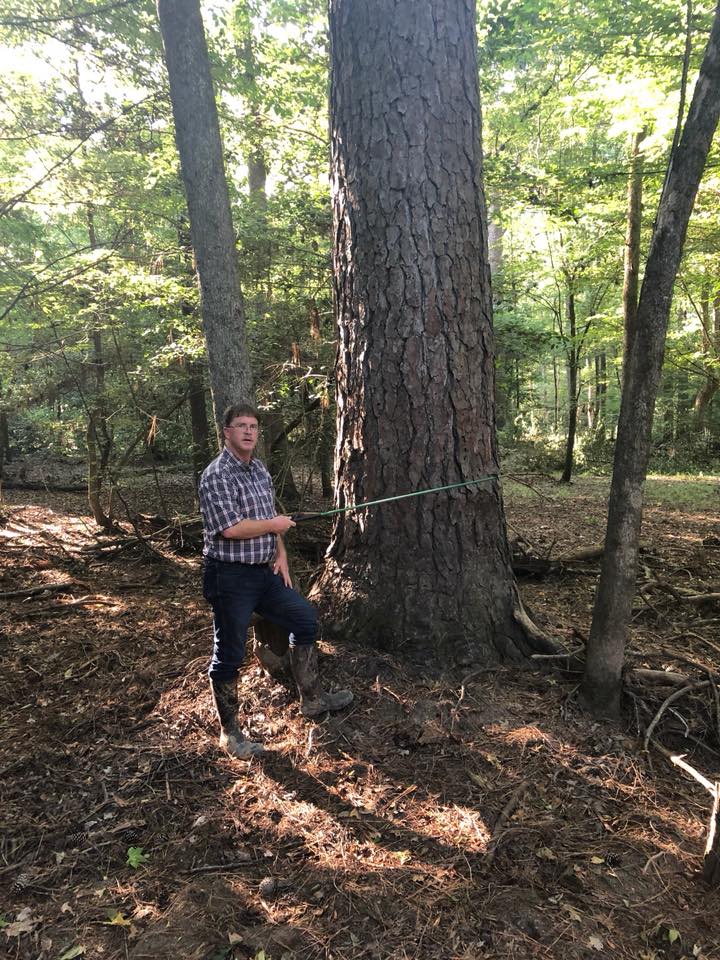 Person standing beside a large tree in a sunlit forest, holding a plaid bag