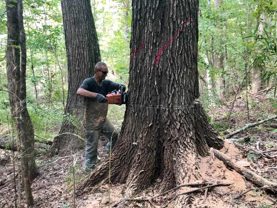 Person using a chainsaw to cut a large tree trunk in a wooded area