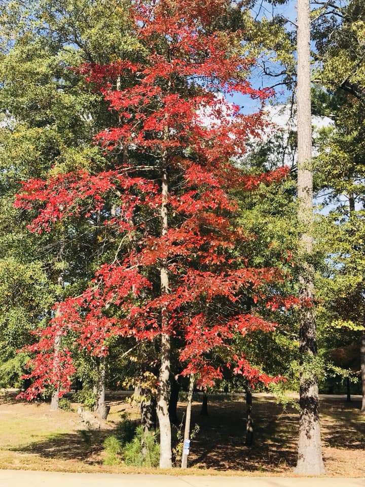 Red-leafed tree in a sunny park with green trees and a clear blue sky