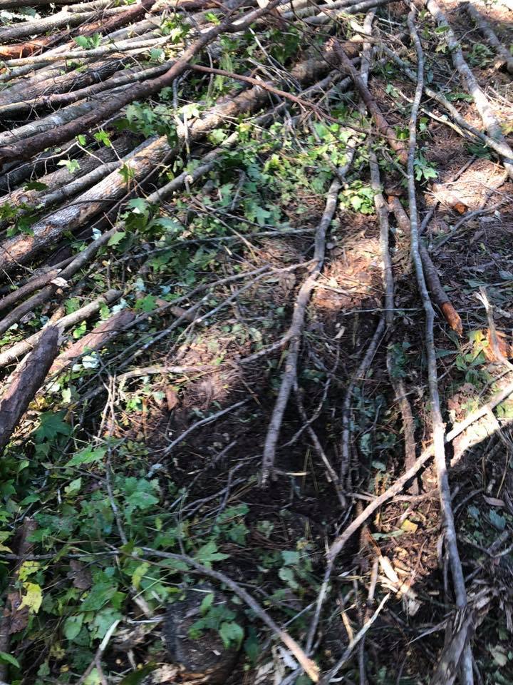 Forest floor with fallen branches, twigs, and green undergrowth in sunlight and shade