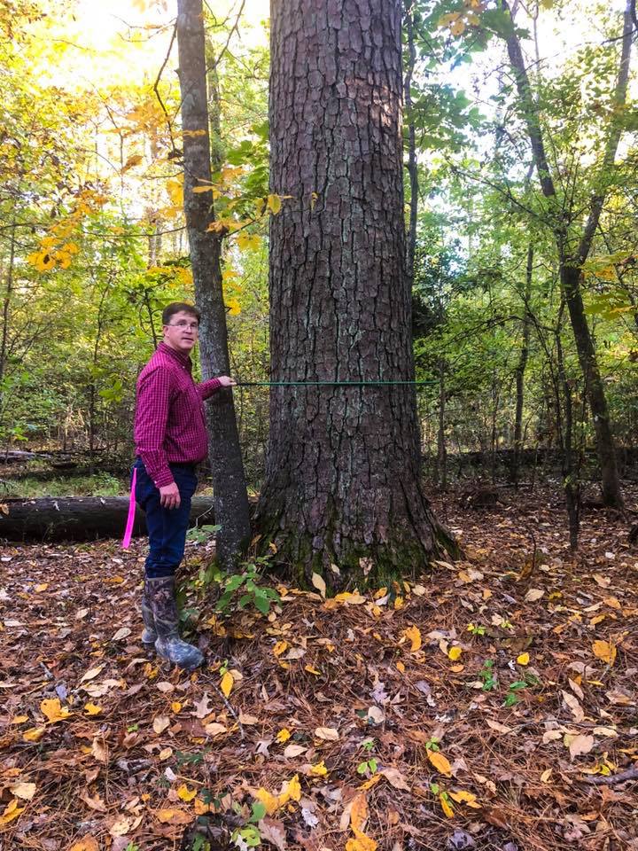 Person in a magenta jacket measuring the circumference of a large tree in a wooded area.