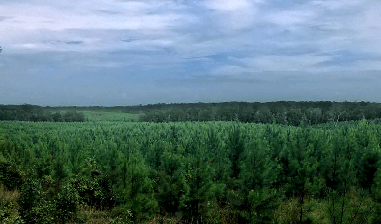 Wide forest with dense green trees under a cloudy sky