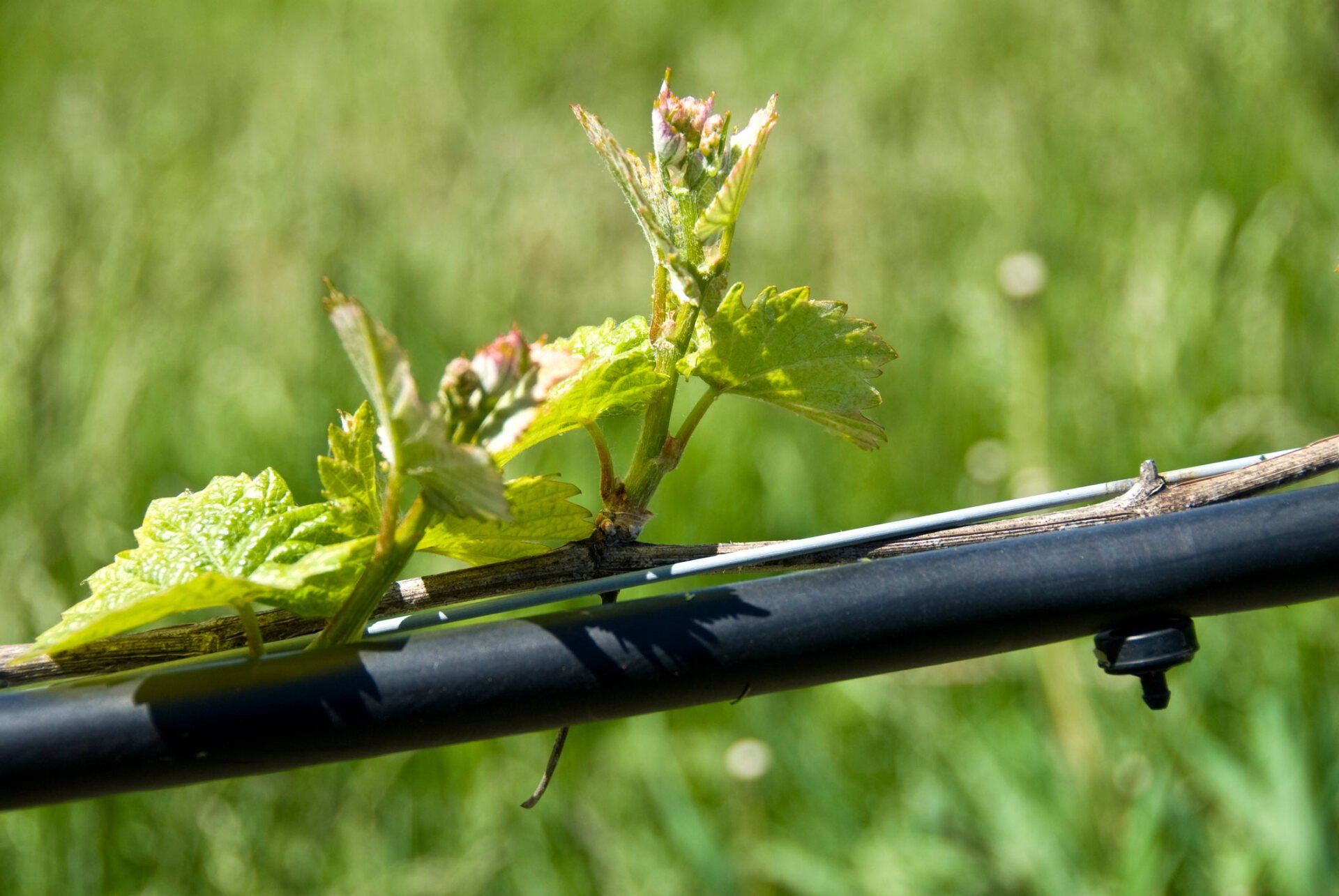 Vineyard — Chattanooga, TN — Coddington Enterprise Vineyard — Chattanooga, TN — Coddington Enterprise