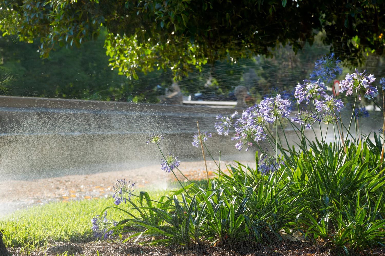 Watering Blue Flowers — Chattanooga, TN — Coddington Enterprise