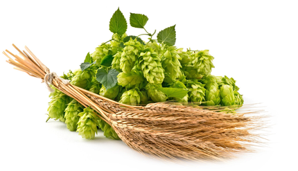 A bunch of hops and a bunch of wheat on a white background.
