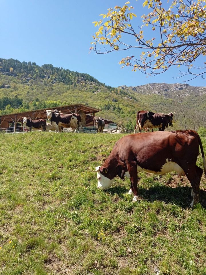 Vacca al pascolo
