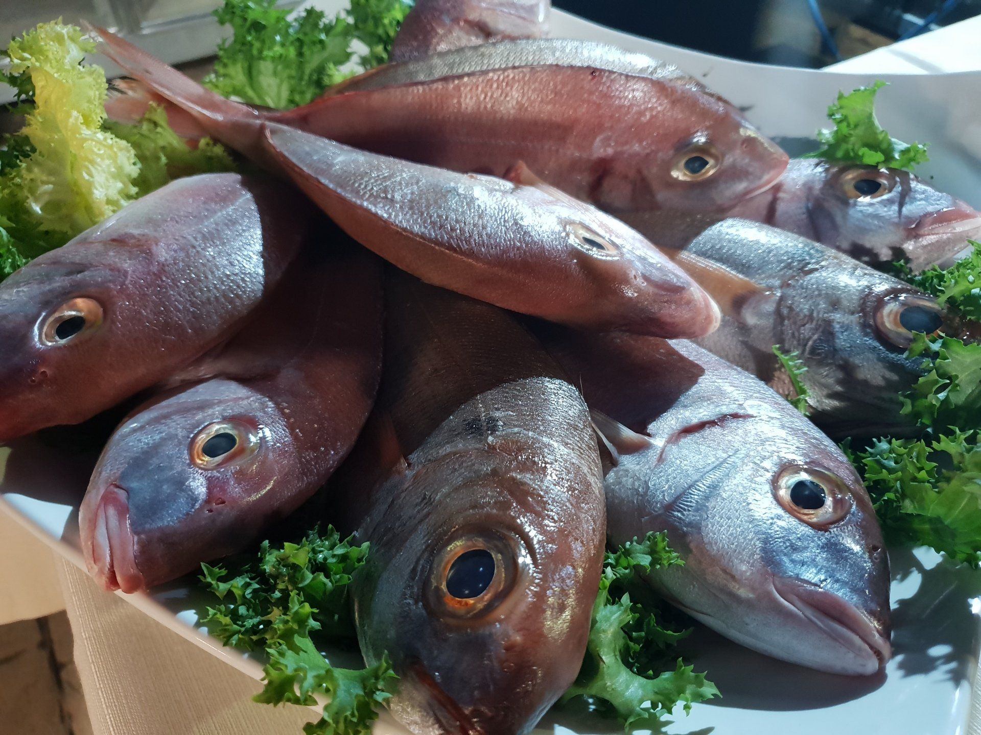 pesce freschissimo