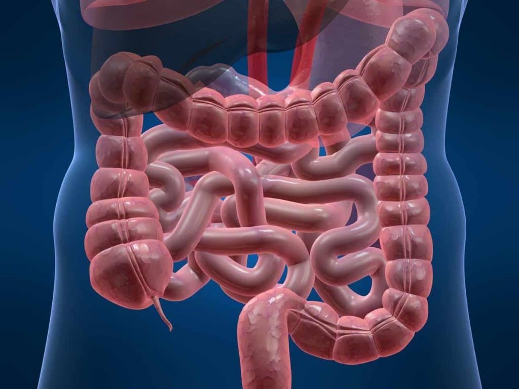 Imagem do intestino delgado e grosso vistos por transparência em um abdome